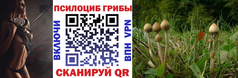 kraken Майкоп Псилоцибиновые грибы Psilocybine cubensis